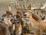 Rehe strecken die Zunge raus
